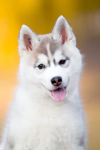 シベリアハスキー子犬屋外 — ストック写真