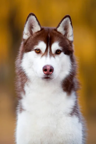 Adorable Perro Husky Siberiano Aire Libre —  Fotos de Stock