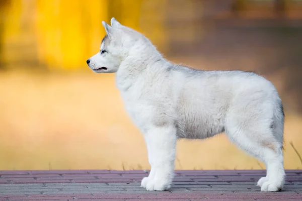 Siberiano Husky Cachorro Aire Libre —  Fotos de Stock