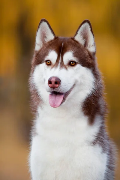 Imádnivaló Szibériai Husky Kutya Szabadban — Stock Fotó