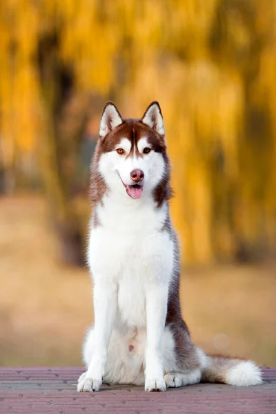 Adorabile Cane Husky Siberiano All Aperto — Foto Stock