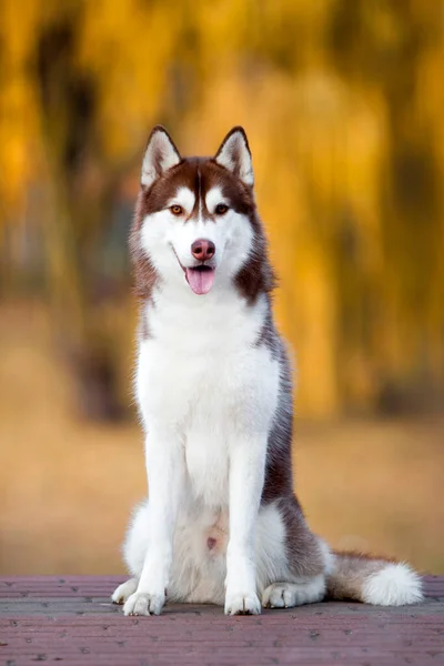 Adorable Perro Husky Siberiano Aire Libre —  Fotos de Stock