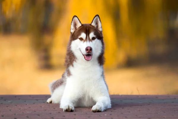 Bedårande Sibirisk Husky Hund Utomhus — Stockfoto