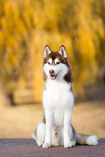 Adorabile Cane Husky Siberiano All Aperto — Foto Stock