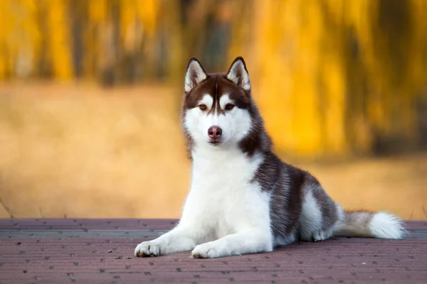 Schattige Siberische Husky Hond Buiten — Stockfoto