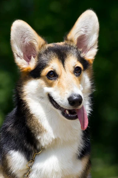 屋外でイタリアの杖コルソ犬 — ストック写真