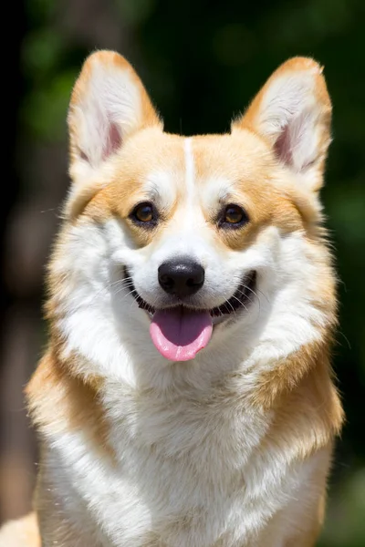 屋外でイタリアの杖コルソ犬 — ストック写真