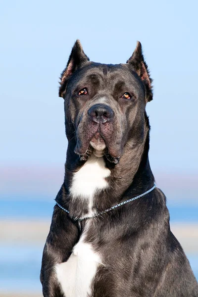 Italiaanse Cane Corso Hond Buitenlucht — Stockfoto