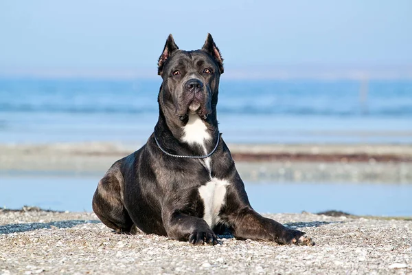 Italiaanse Cane Corso Hond Buitenlucht — Stockfoto
