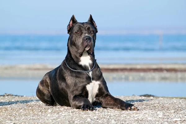 Italienska Cane Corso Hund Utomhus — Stockfoto