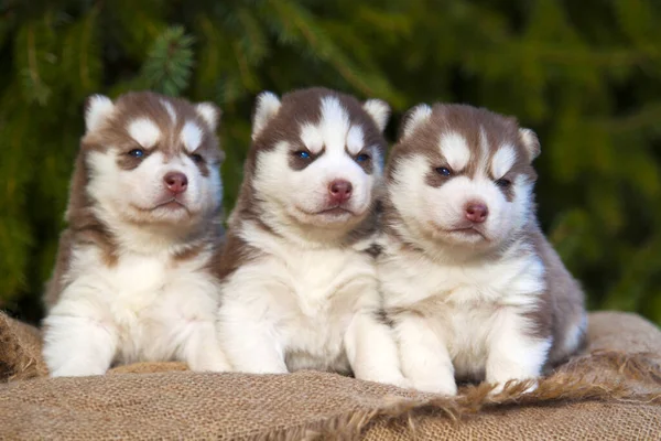 頭のハスキー犬 Stock Photos Royalty Free 頭のハスキー犬 Images Page 3 Depositphotos