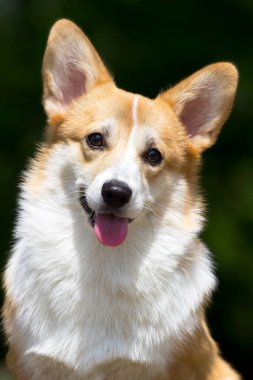 İtalyan Cane Corso köpeği açık havada