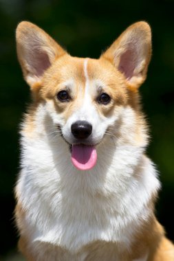 İtalyan Cane Corso köpeği açık havada