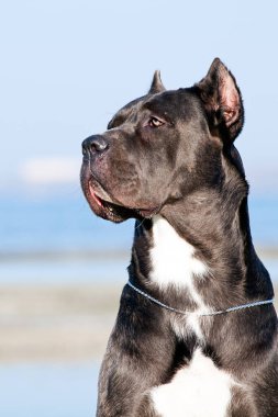 İtalyan Cane Corso köpeği açık havada