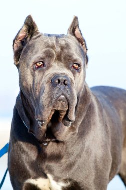 İtalyan Cane Corso köpeği açık havada
