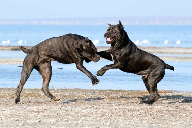 İtalyan Cane Corso köpekleri açık havada