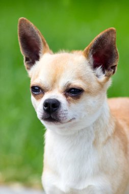 şirin bir chihuahua portresi