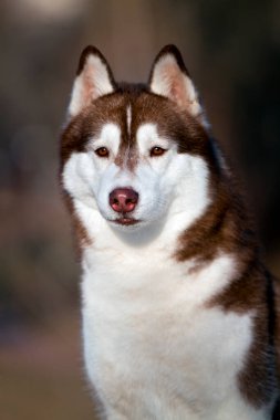 Sibirya Husky 'nin Portresi