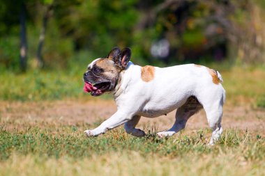 Tatlı Fransız Bulldog köpek yavrusu. 