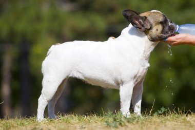 Tatlı Fransız Bulldog köpek yavrusu. 