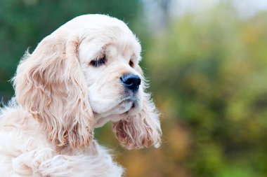 Amerikan cocker spaniel portresi