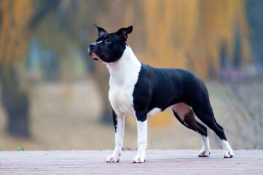 Amerikan Staffordshire Teriyeri açık havada