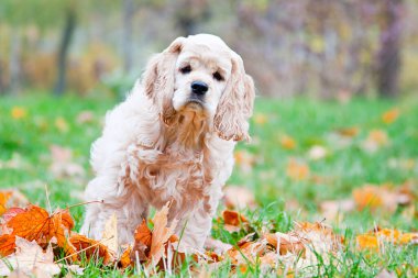Amerikan Cocker Spaniel sonbahar ormanında