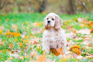 Amerikan Cocker Spaniel sonbahar ormanında