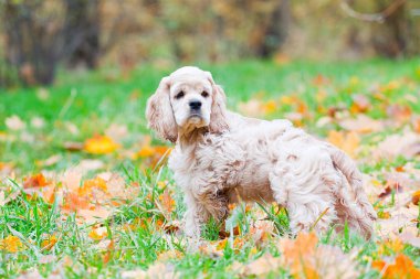 Amerikan Cocker Spaniel sonbahar ormanında