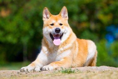 Genç Akita-inu açık hava köpeği.