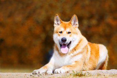 Genç Akita-inu açık hava köpeği.
