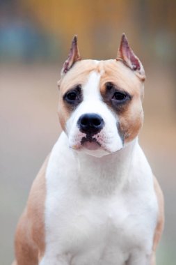 American Staffordshire Terrier köpeği. 