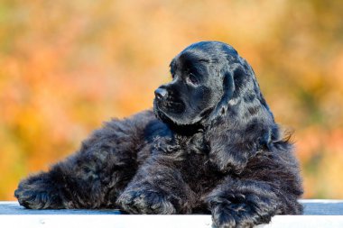 Amerikalı Cocker Spaniel çitin üstünde yatıyor.