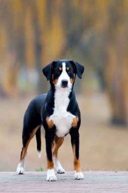 Entlebucher Dağ Köpeği