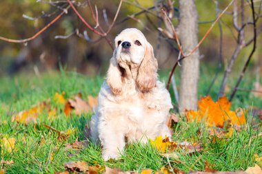 Amerikan Cocker Spaniel sonbahar ormanında