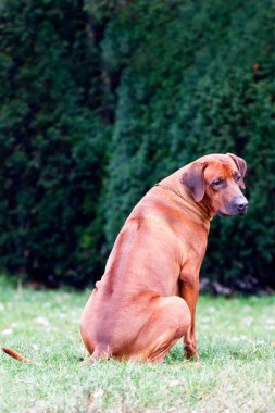 Danimarkalı Broholmer çimlerin üzerinde