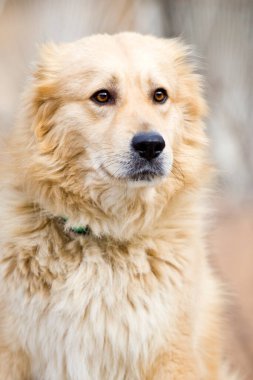 Parktaki sevimli Labrador köpeği. 