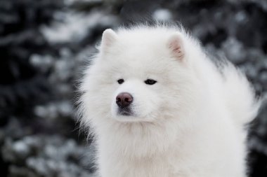 Sevimli Samoed köpeği açık havada