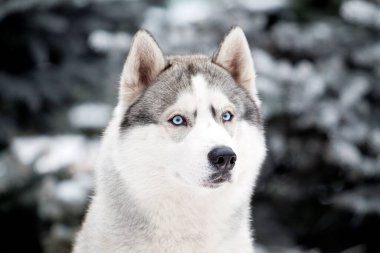 sevimli Sibirya köpekleri kışın açık havada