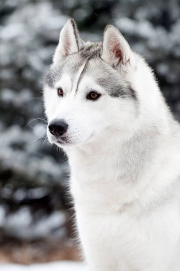 sevimli Sibirya köpekleri kışın açık havada