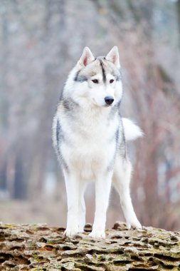 sevimli Sibirya köpekleri kışın açık havada