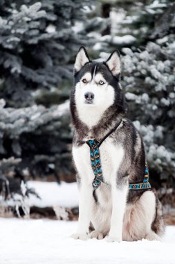 sevimli Sibirya köpekleri kışın açık havada
