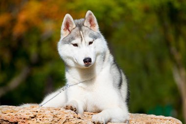 tapılası Sibirya köpeği açık havada.
