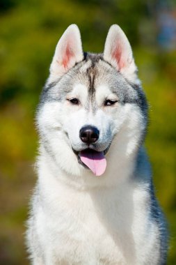 Sevimli Sibirya Husky köpeği açık havada 