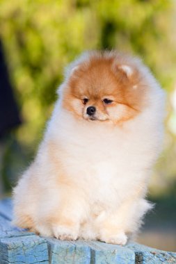 Komik Pomeranian spitz köpekleri dışarıda