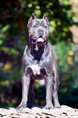İtalyan Cane Corso köpeği açık havada