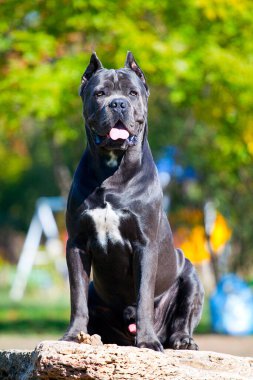 İtalyan Cane Corso köpeği açık havada