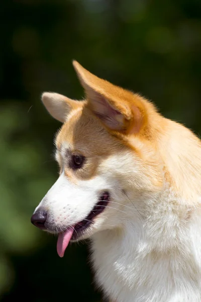 屋外でイタリアの杖コルソ犬 — ストック写真