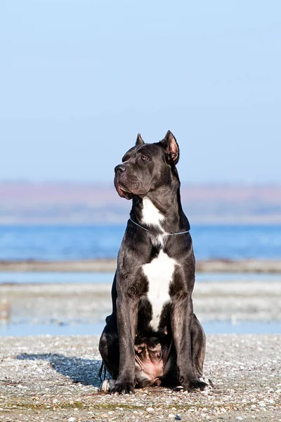 Talyan Cane Corso Köpeği Açık Havada — Stok fotoğraf