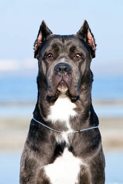 Italiaanse Cane Corso Hond Buitenlucht — Stockfoto